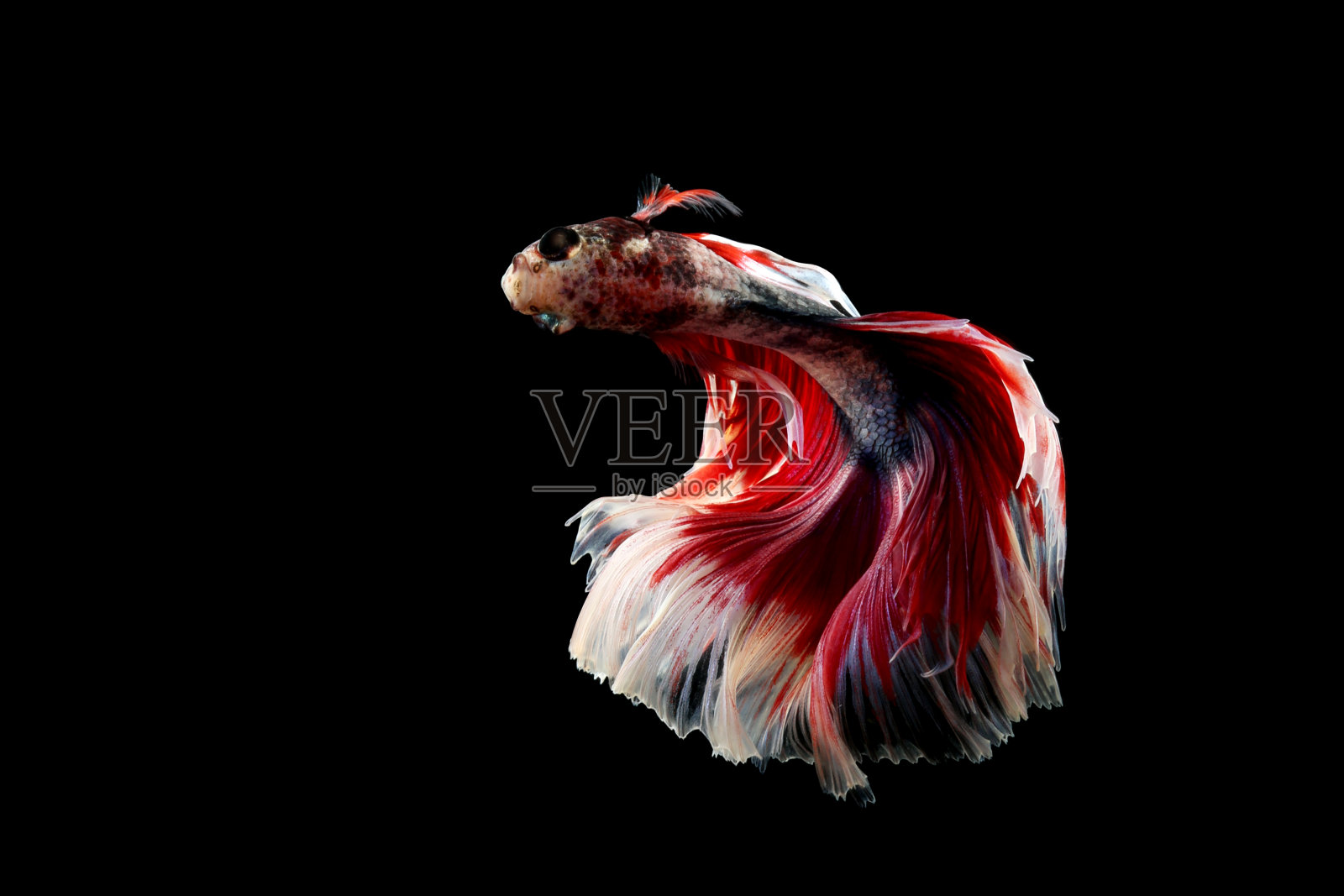 暹罗斗鱼孤立在黑色背景。三色鱼。斗鱼在黑色背景。黑色的隔离。空间的文本。照片摄影图片