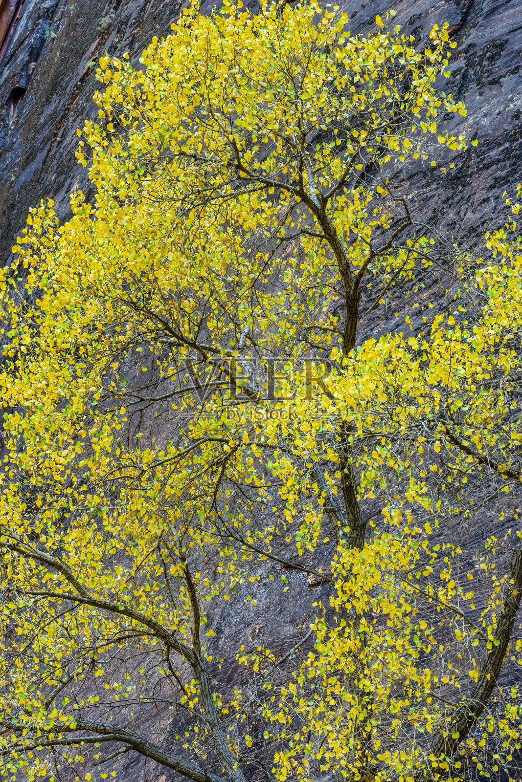 锡安国家公园，位于犹他州照片摄影图片
