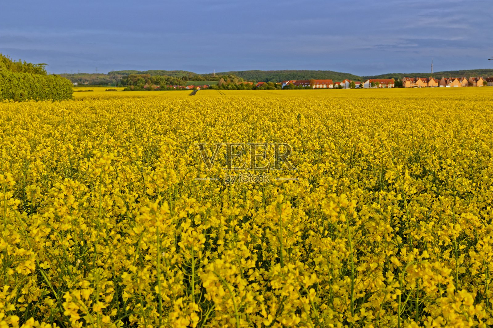 埃尔福特附近的油菜地照片摄影图片
