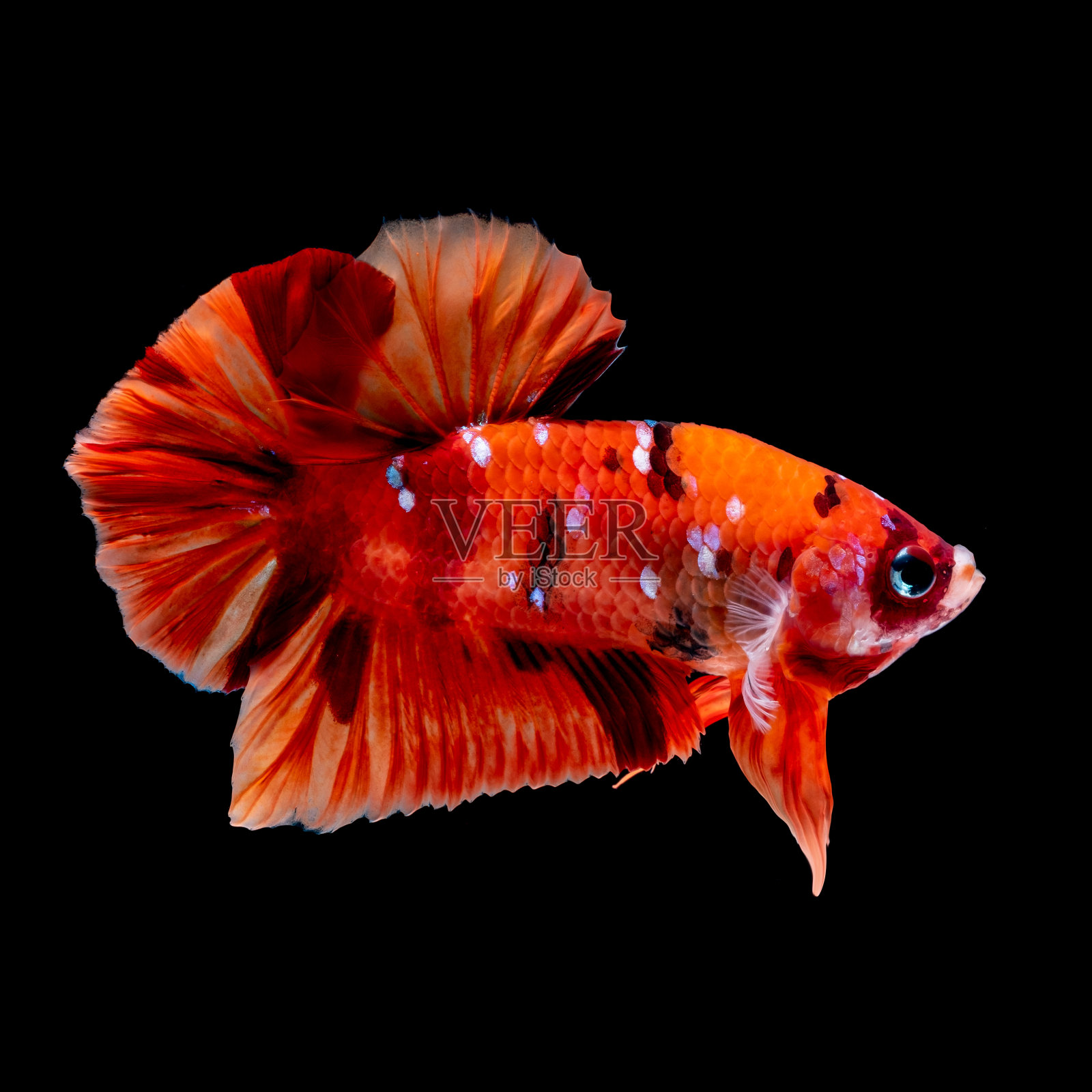 鱼缸里的斗鱼照片摄影图片