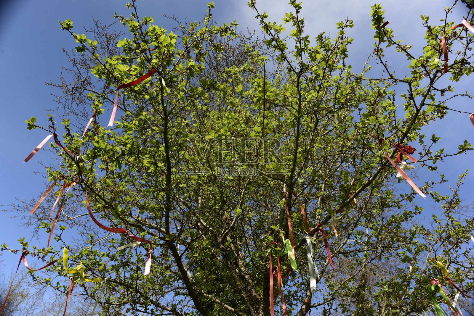 彩带连着愿望树照片摄影图片