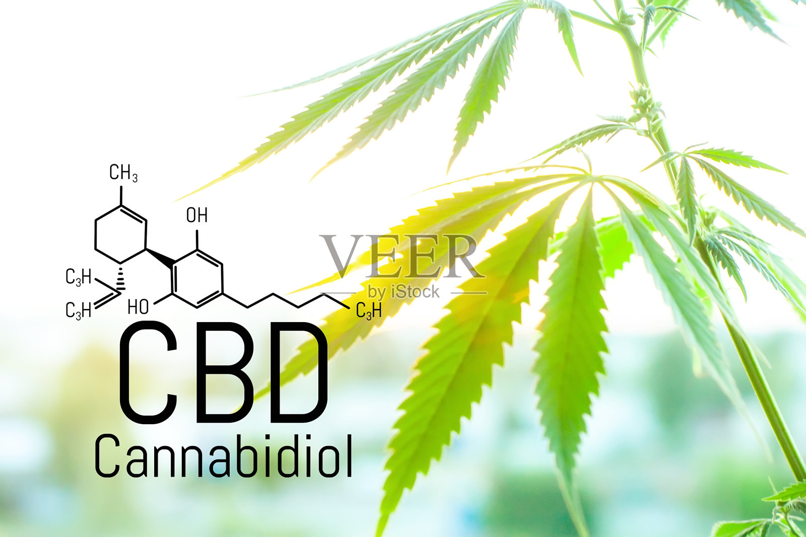 大麻概念作为一种普遍的药物，药用CBD油。医用大麻的概念。大麻有机药物产品。来自大自然的天然草本精华照片摄影图片