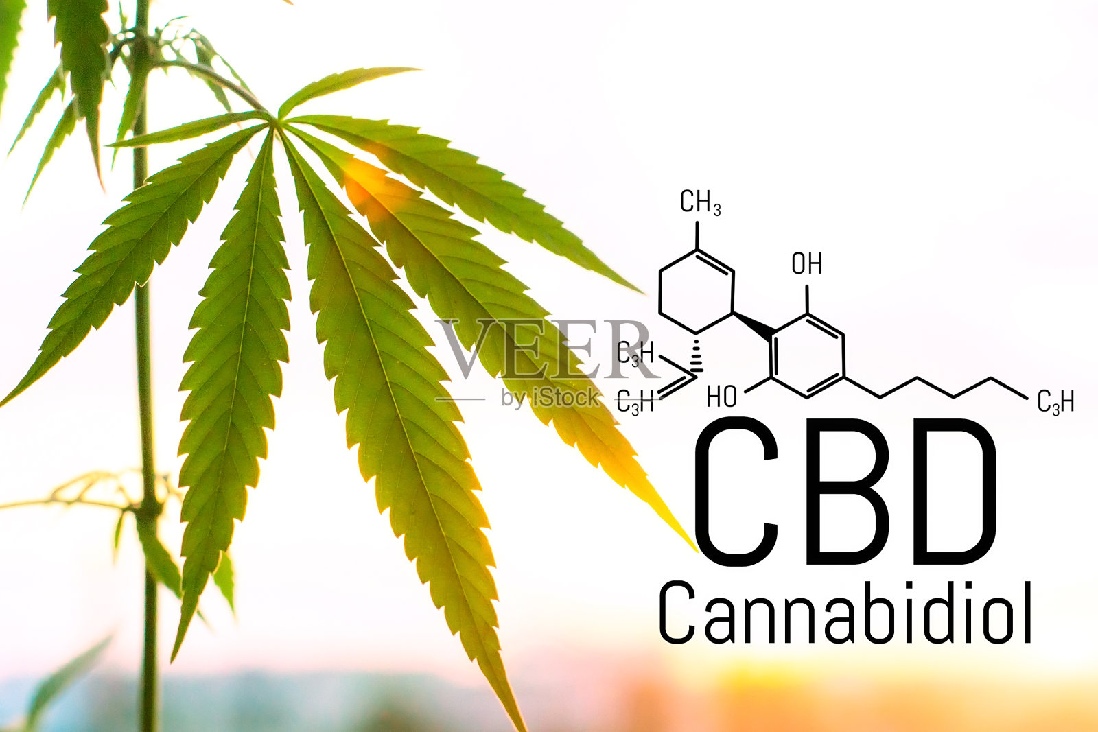 大麻概念作为一种普遍的药物，药用CBD油。医用大麻的概念。大麻有机药物产品。来自大自然的天然草本精华照片摄影图片