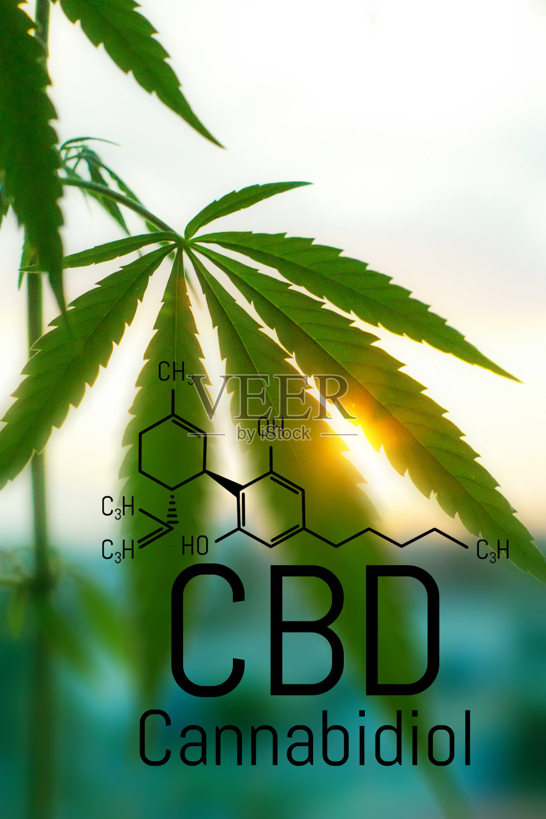 大麻概念作为一种普遍的药物，药用CBD油。医用大麻的概念。大麻有机药物产品。来自大自然的天然草本精华照片摄影图片