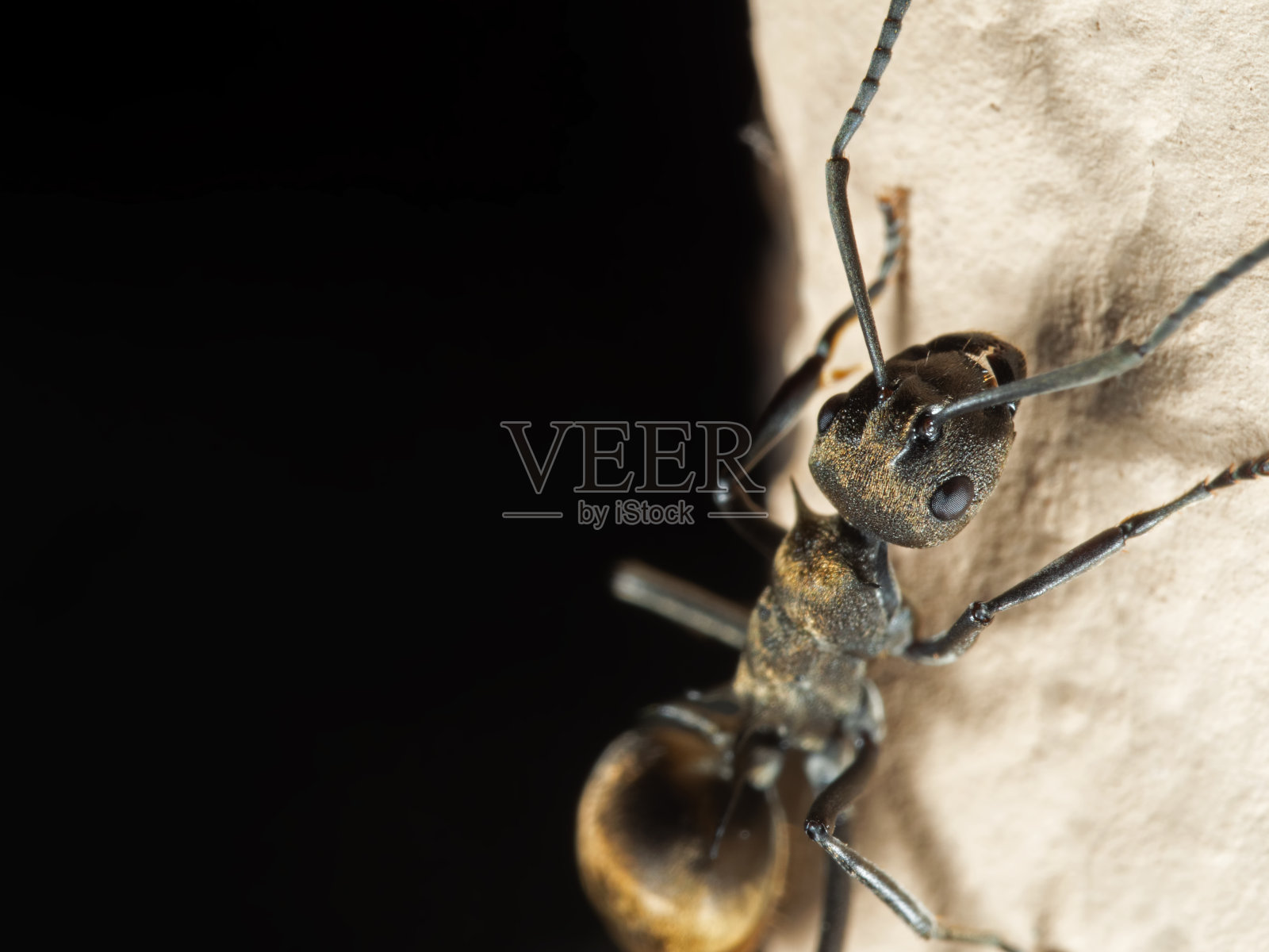 微距照片上的金色织布蚂蚁隔离在墙上黑色的背景照片摄影图片