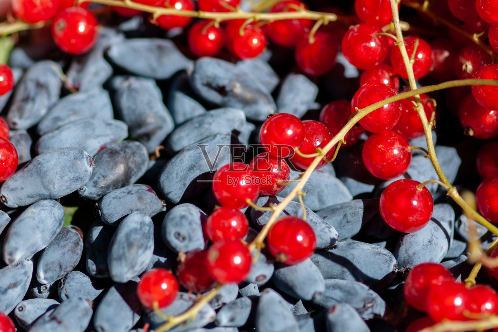 金银花和红醋栗的成熟浆果照片摄影图片