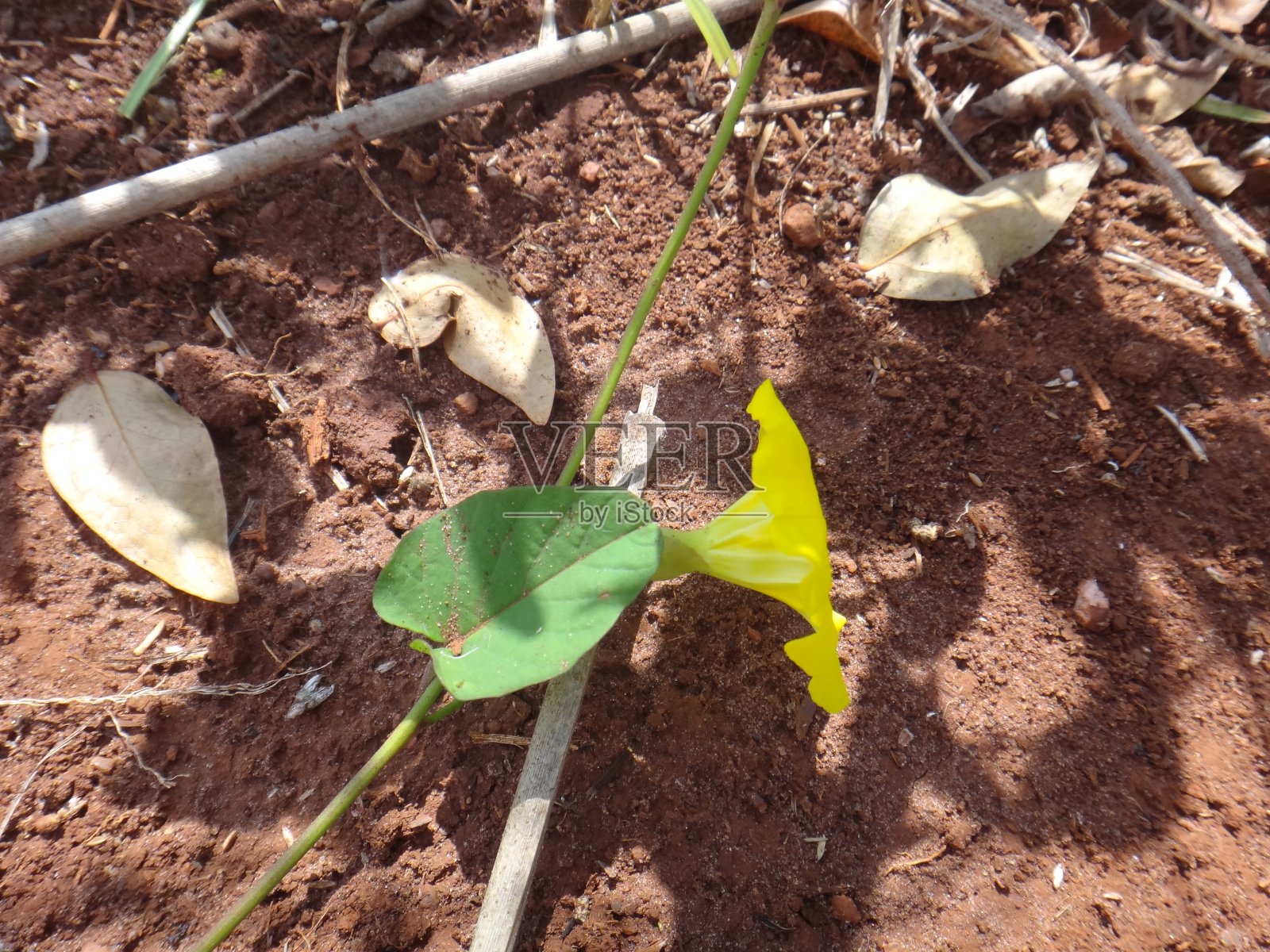 黄色的花照片摄影图片