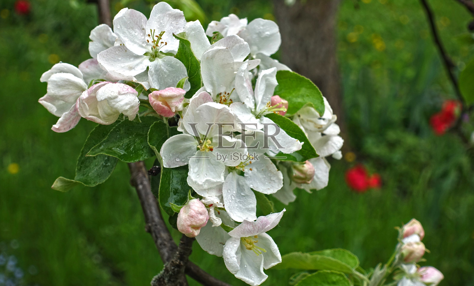 绿色背景下盛开的苹果花照片摄影图片