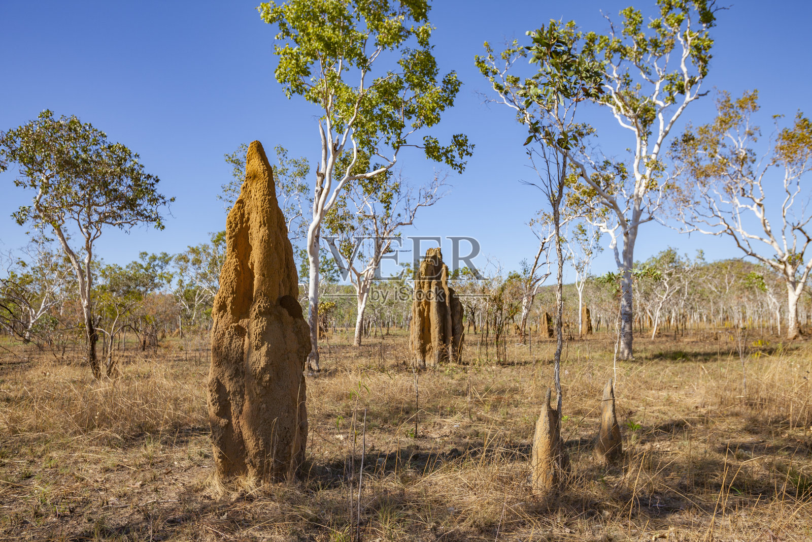 澳大利亚内陆的白蚁丘照片摄影图片