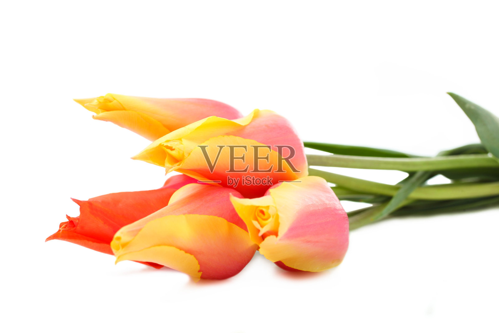 yellow-pink郁金香照片摄影图片