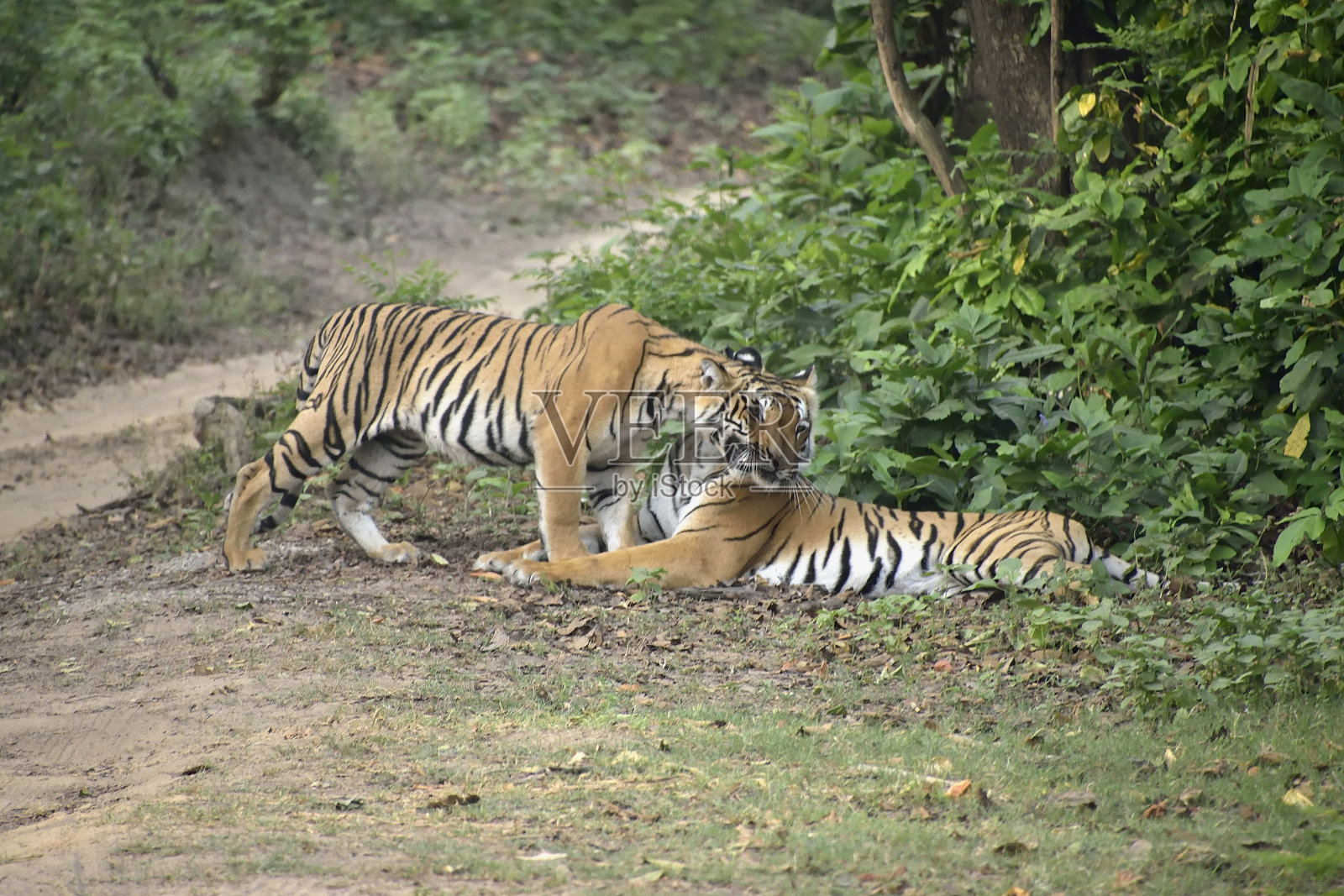 拯救自然，拯救地球照片摄影图片