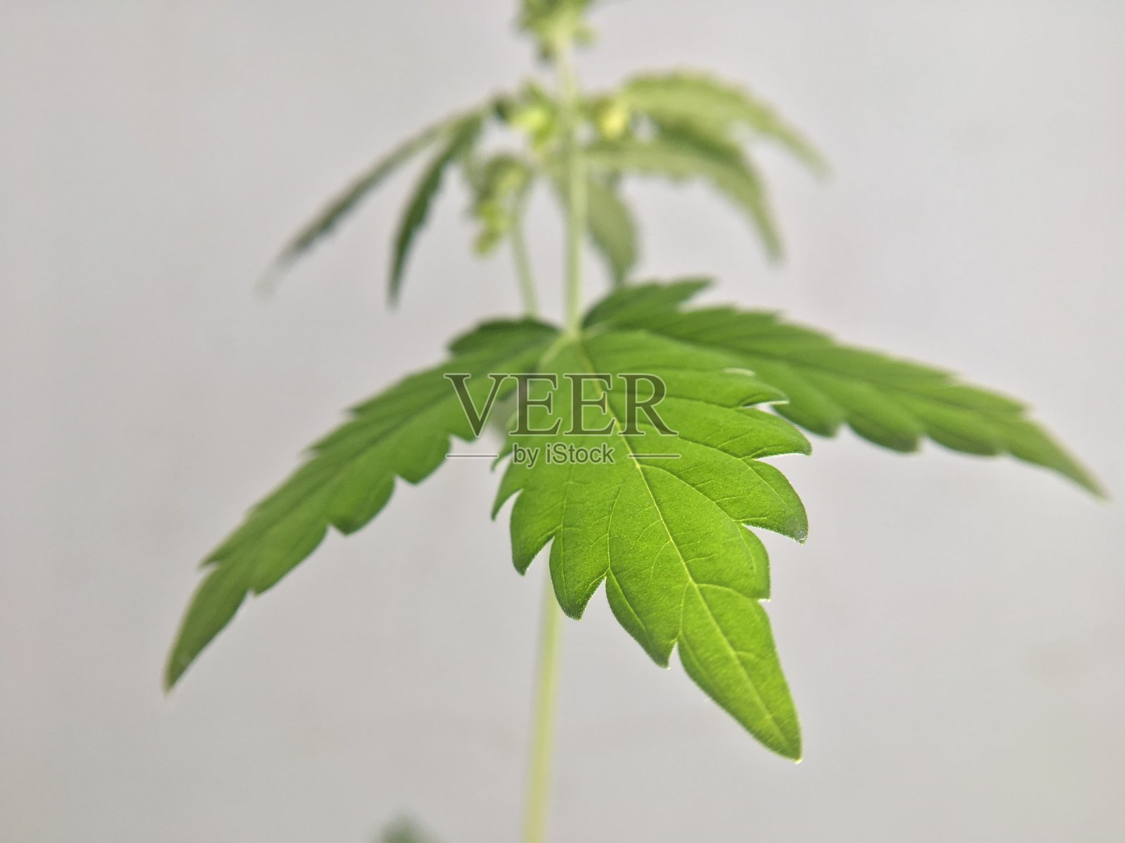医用大麻大麻植物的叶子照片摄影图片