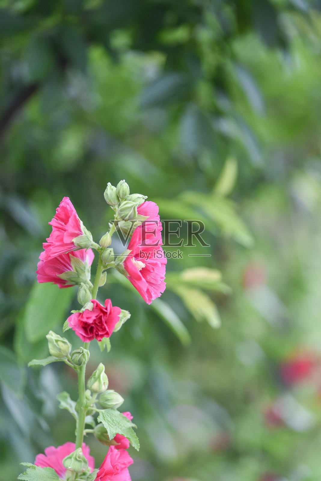 五彩缤纷的锦葵、蔷薇、蜀葵花园花卉背景照片摄影图片