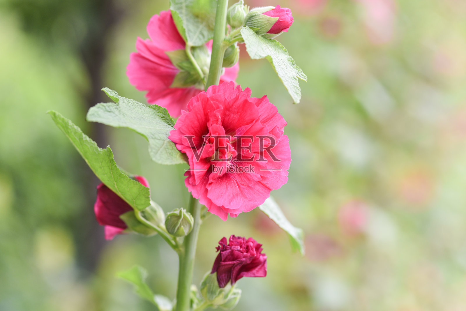 五彩缤纷的锦葵、蔷薇、蜀葵花园花卉背景照片摄影图片