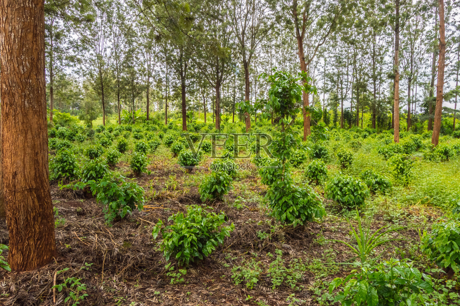 锡卡树之间是年轻的咖啡种植园照片摄影图片