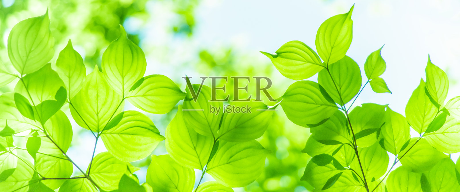 鲜绿的照片摄影图片