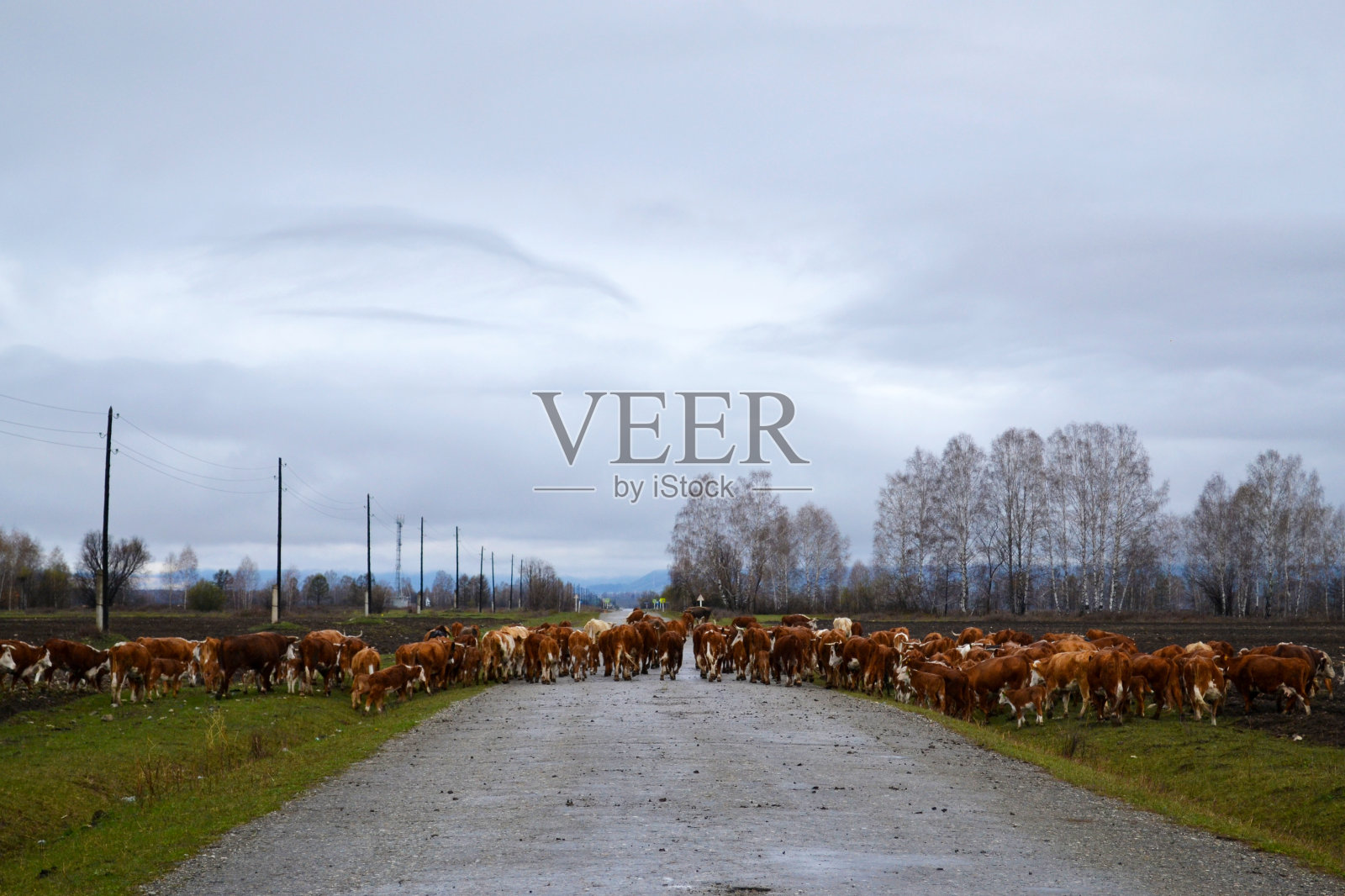 一群牛过马路。照片摄影图片