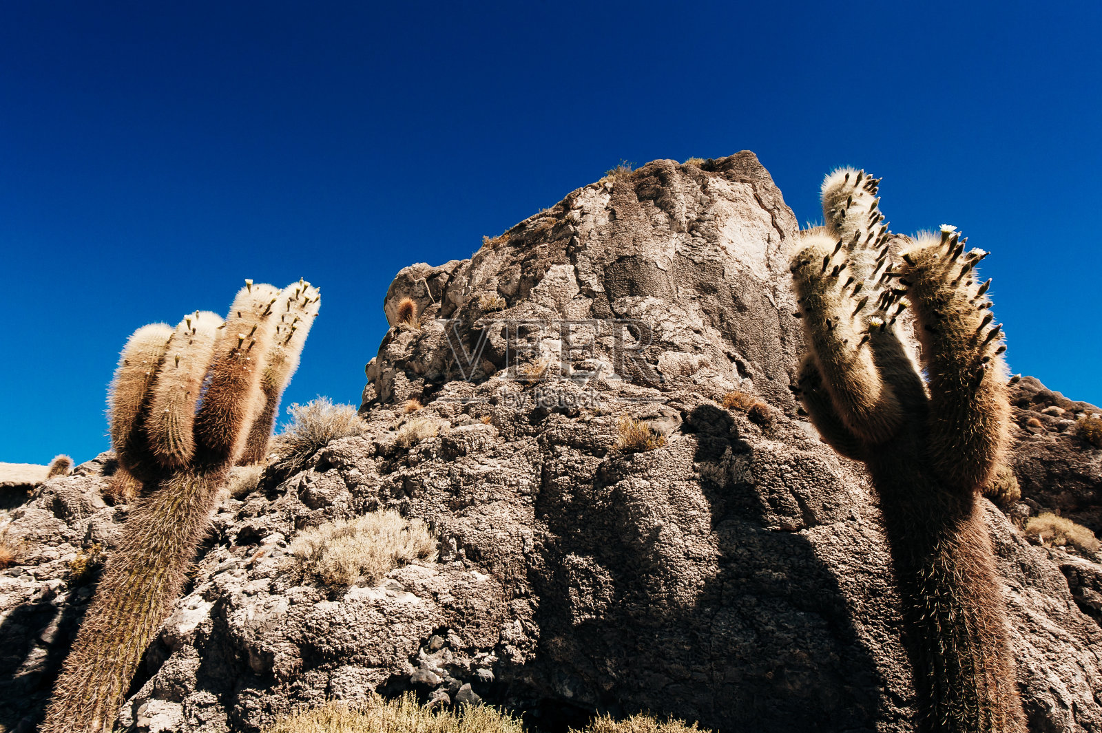 乌尤尼盐沼，因卡华西岛上的仙人掌照片摄影图片