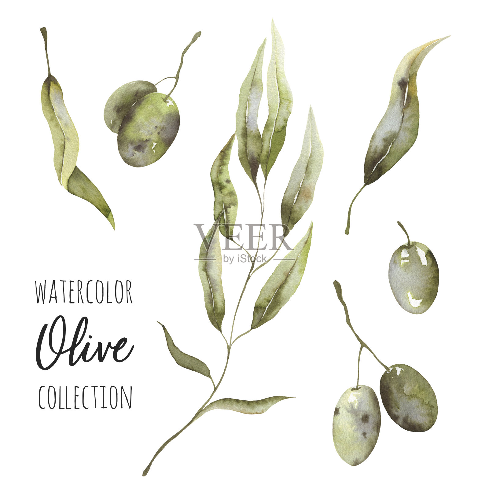 用橄榄、树枝和树叶装饰。手绘插图插画图片素材