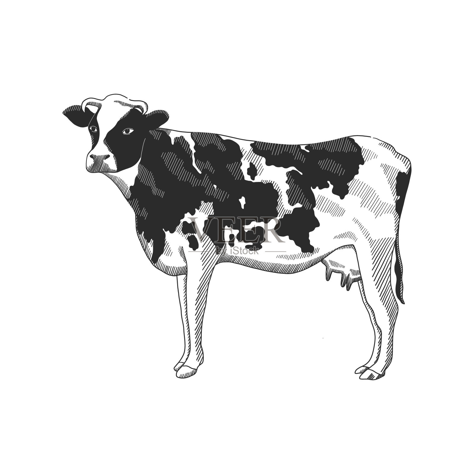 矢量插图牛在手绘图形风格，黑白版画绘图插图。农场动物复古素描插画图片素材