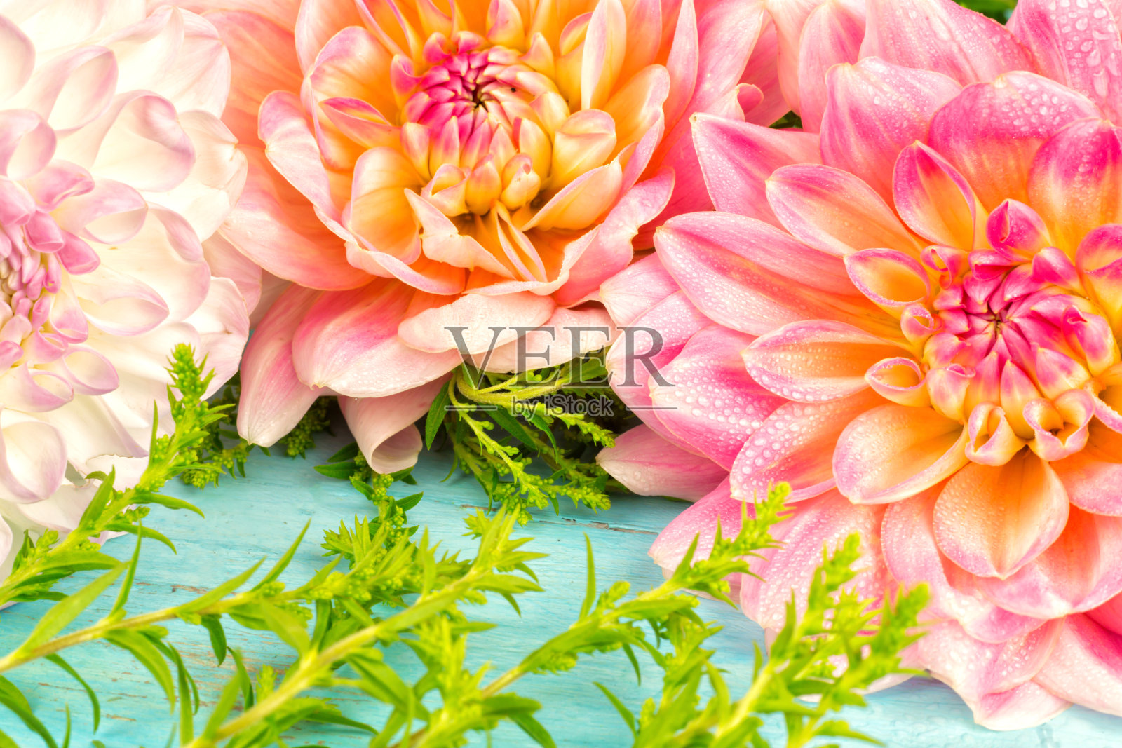 淡粉色大丽花，微距。文本的地方照片摄影图片