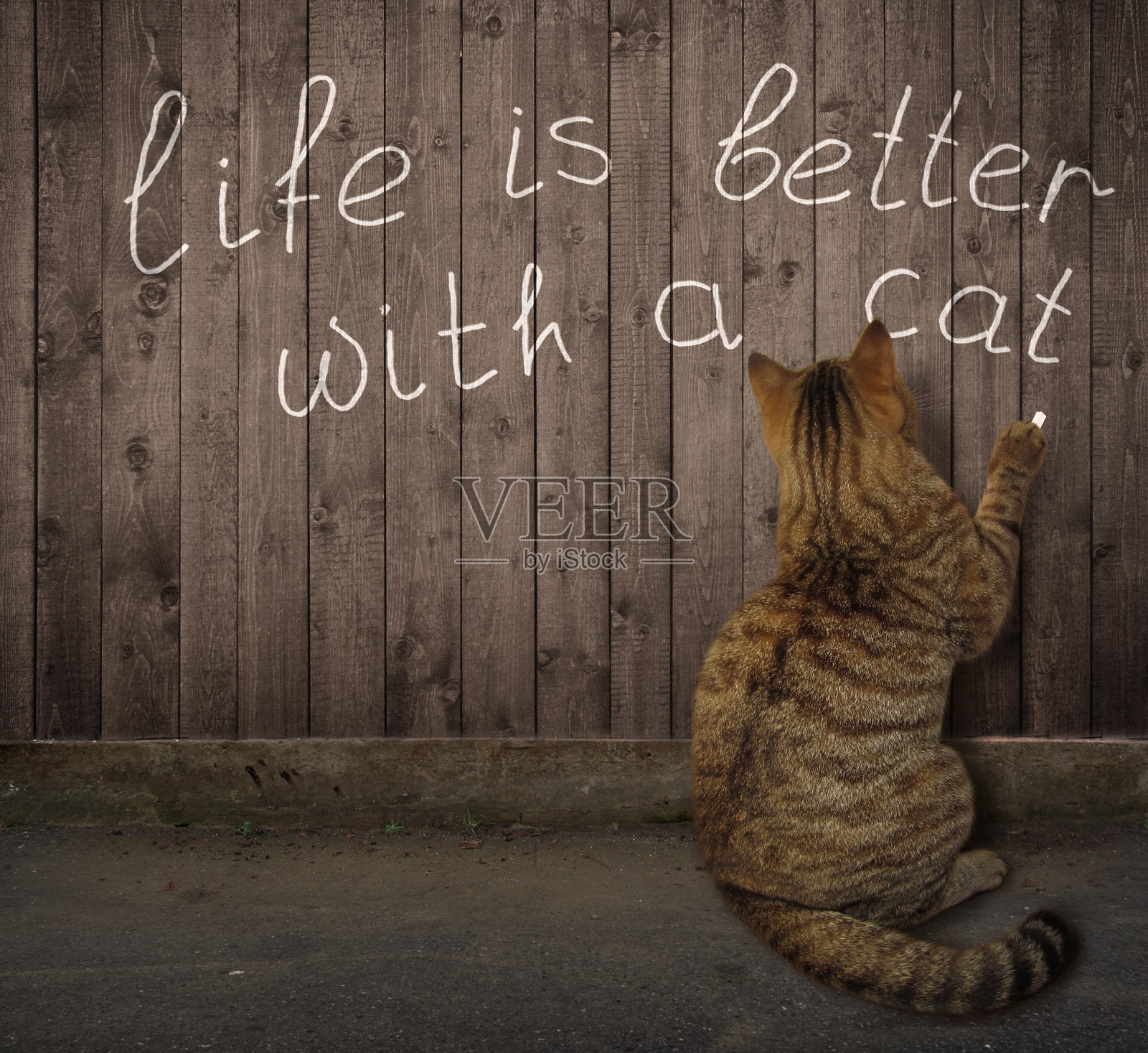 凯特在篱笆上写了一个句子照片摄影图片