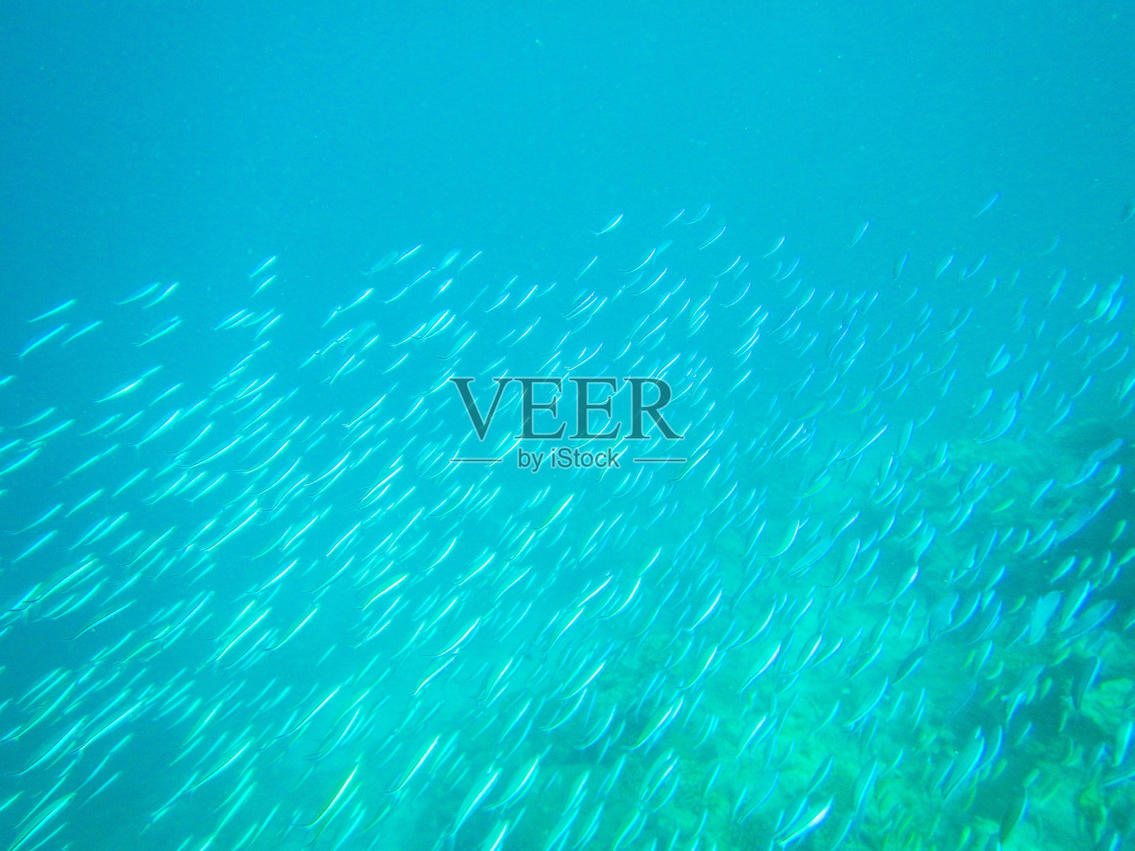 热带鱼照片摄影图片