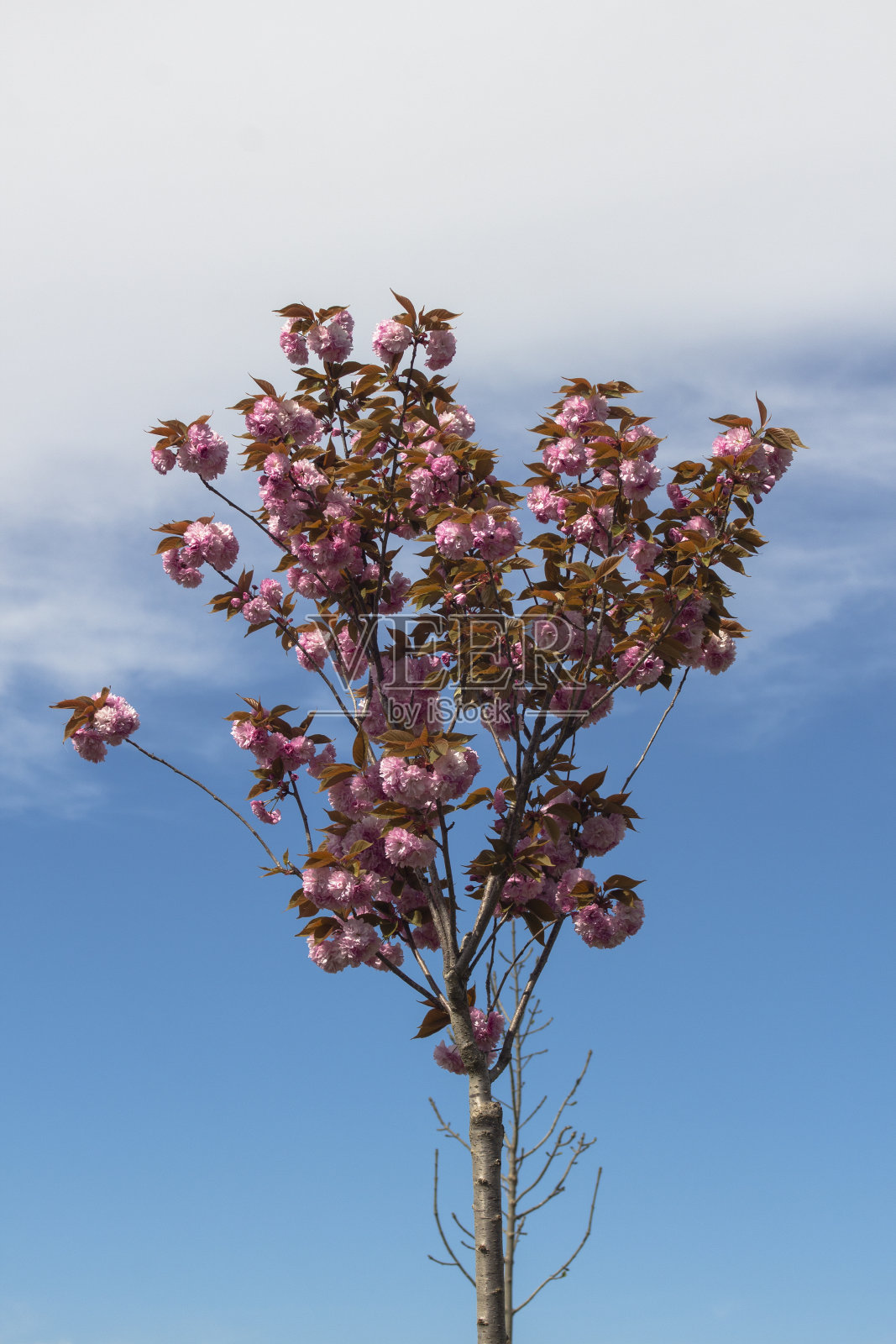风景与开花树的背景下，美丽的多云的天空。照片摄影图片