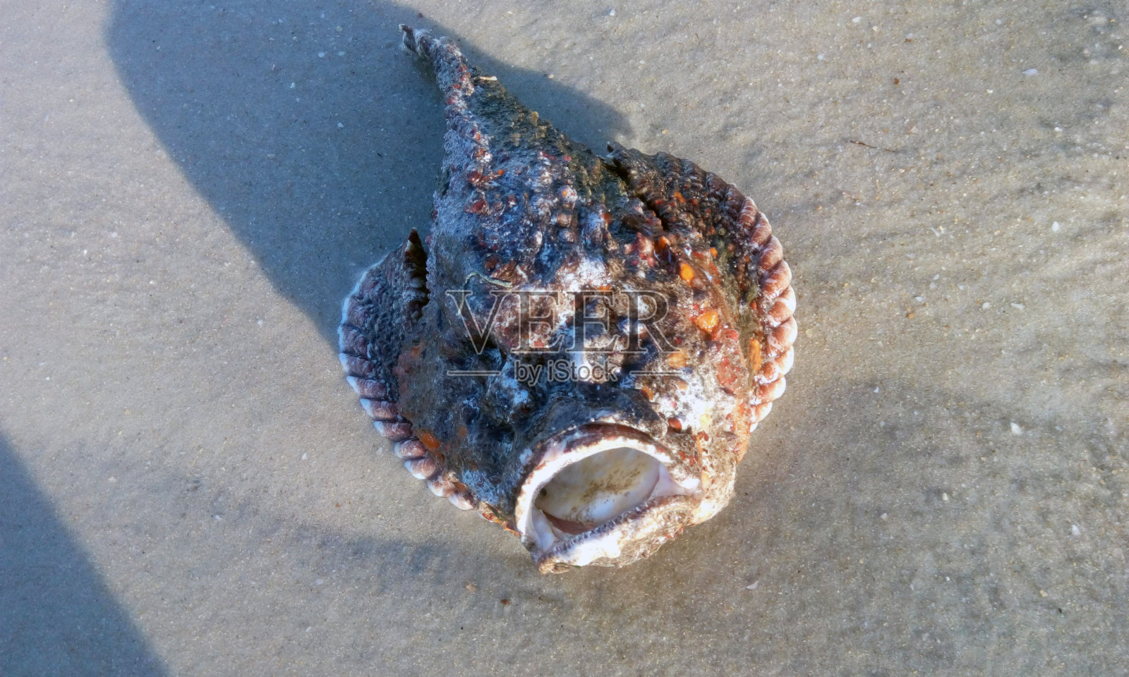 一种外来鱼的残骸照片摄影图片