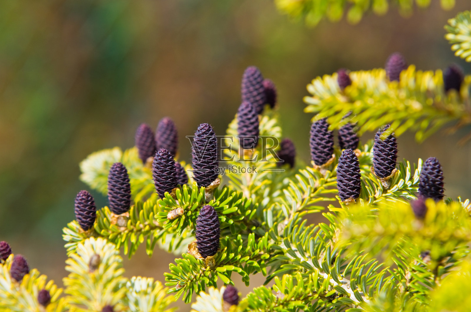 韩国冷杉的球果-韩国冷杉照片摄影图片