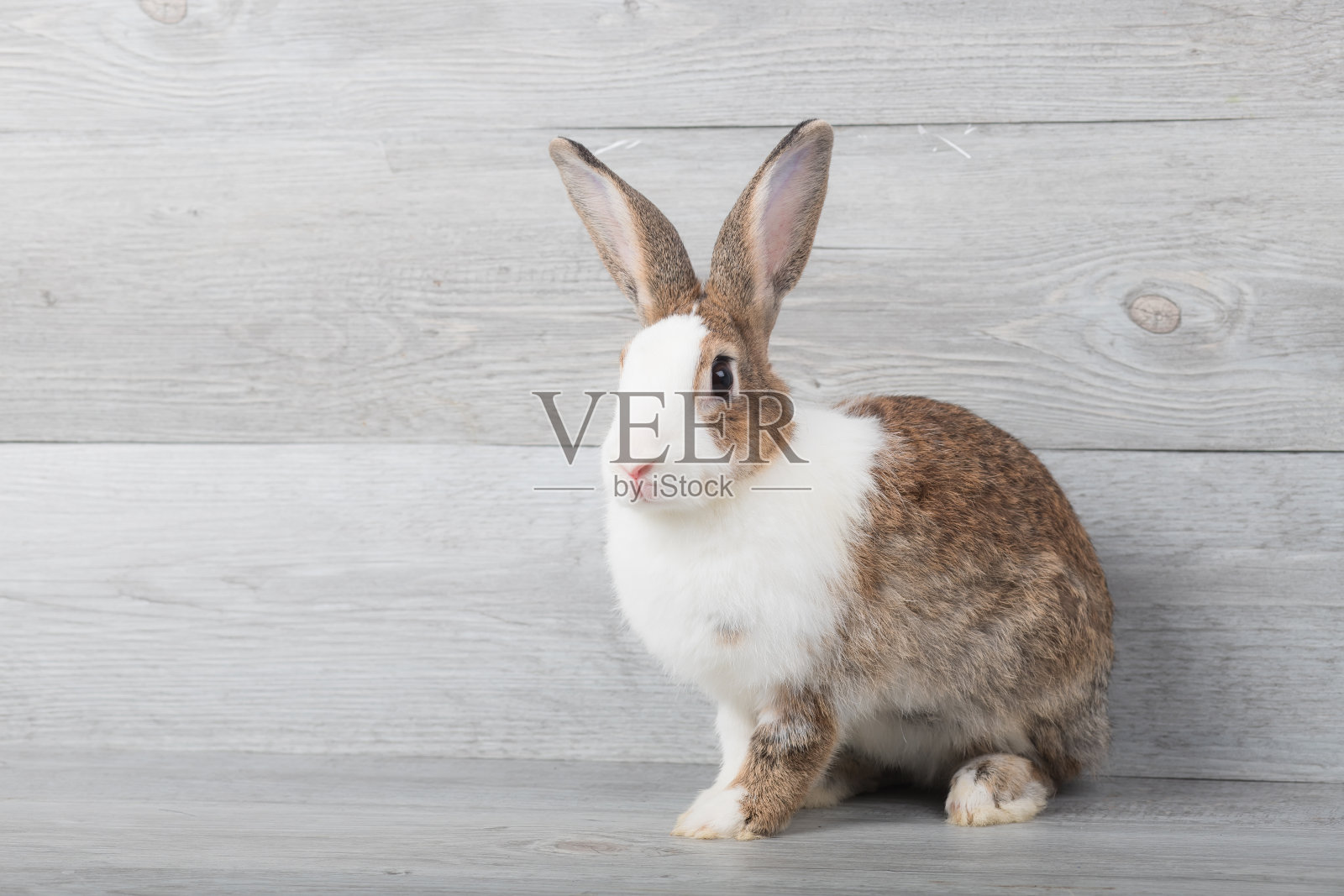 大白兔和大白兔坐在木纹背景下。照片摄影图片