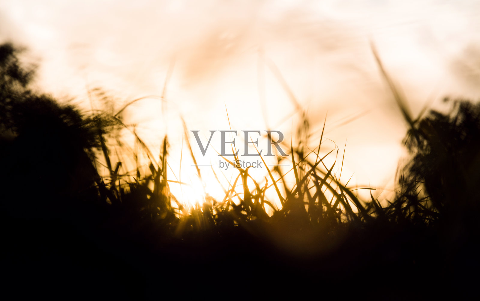 夕阳天空下的小草照片摄影图片