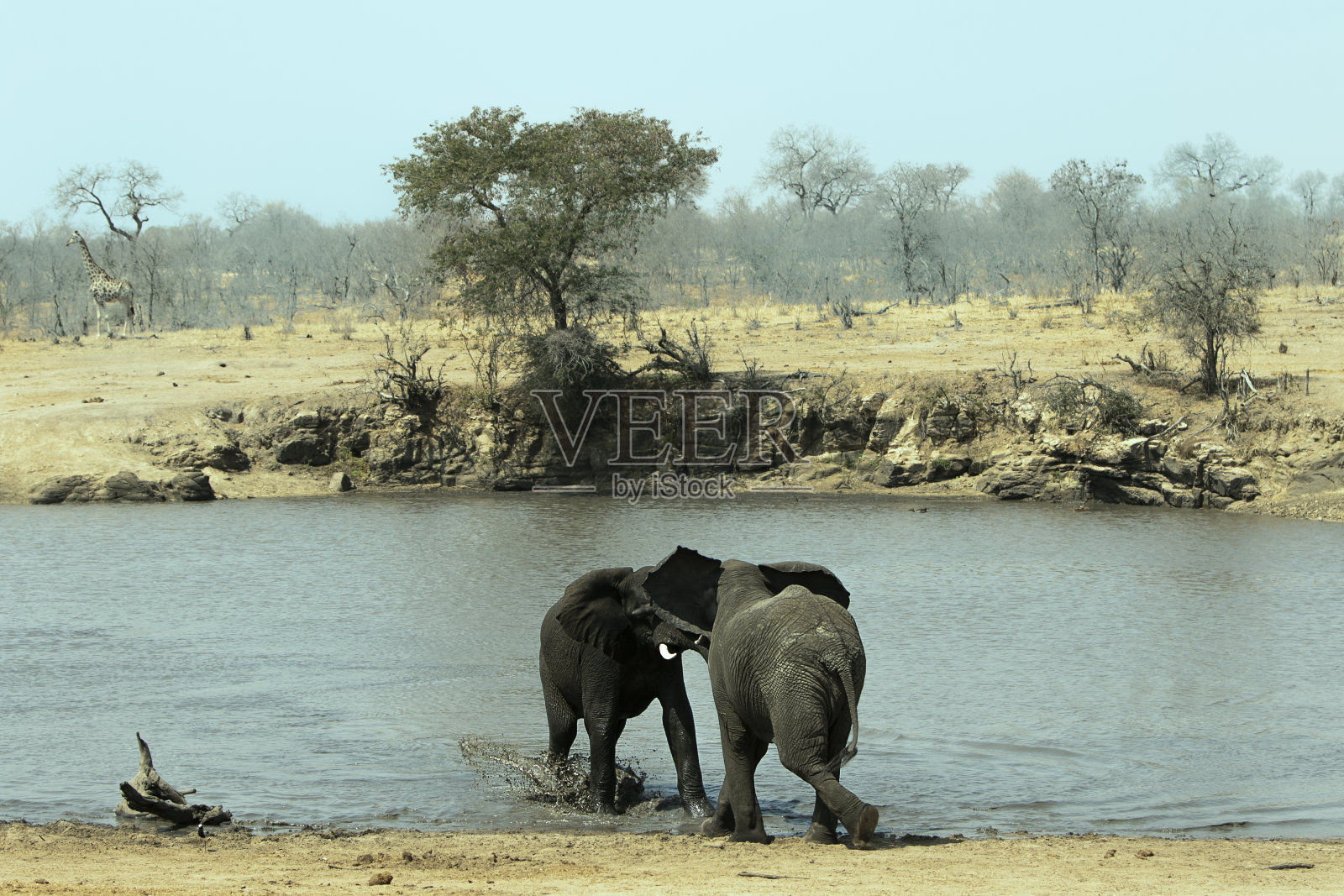两只大象在野外搏斗照片摄影图片