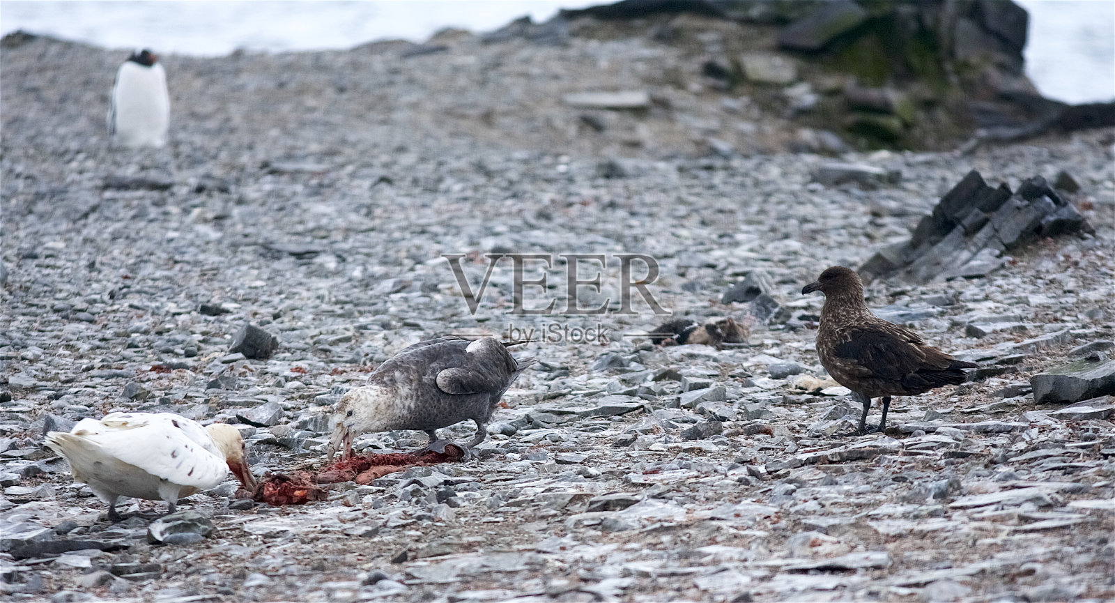 两只巨型海燕共用一具企鹅尸体。照片摄影图片