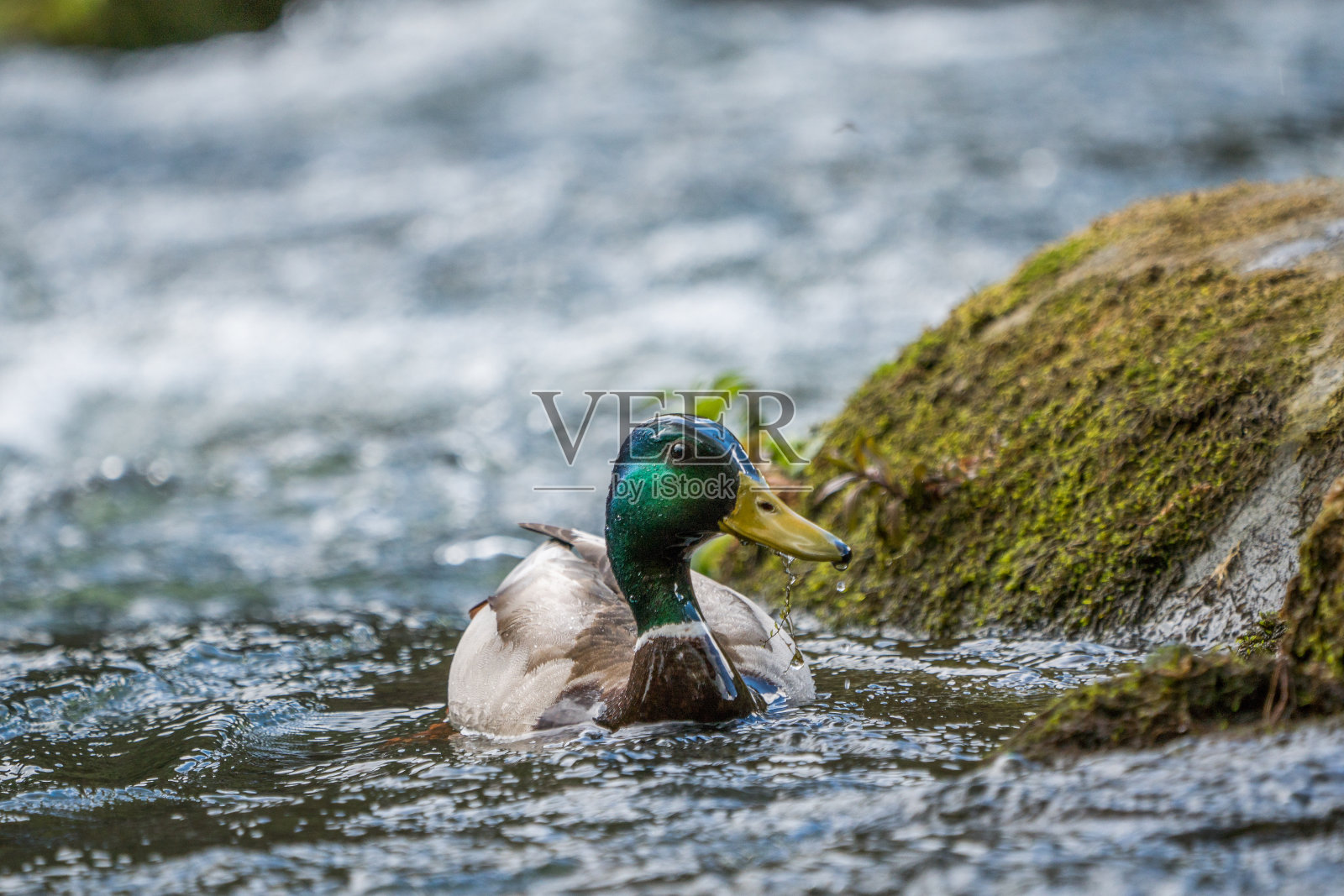 野鸭公德雷克游泳。照片摄影图片