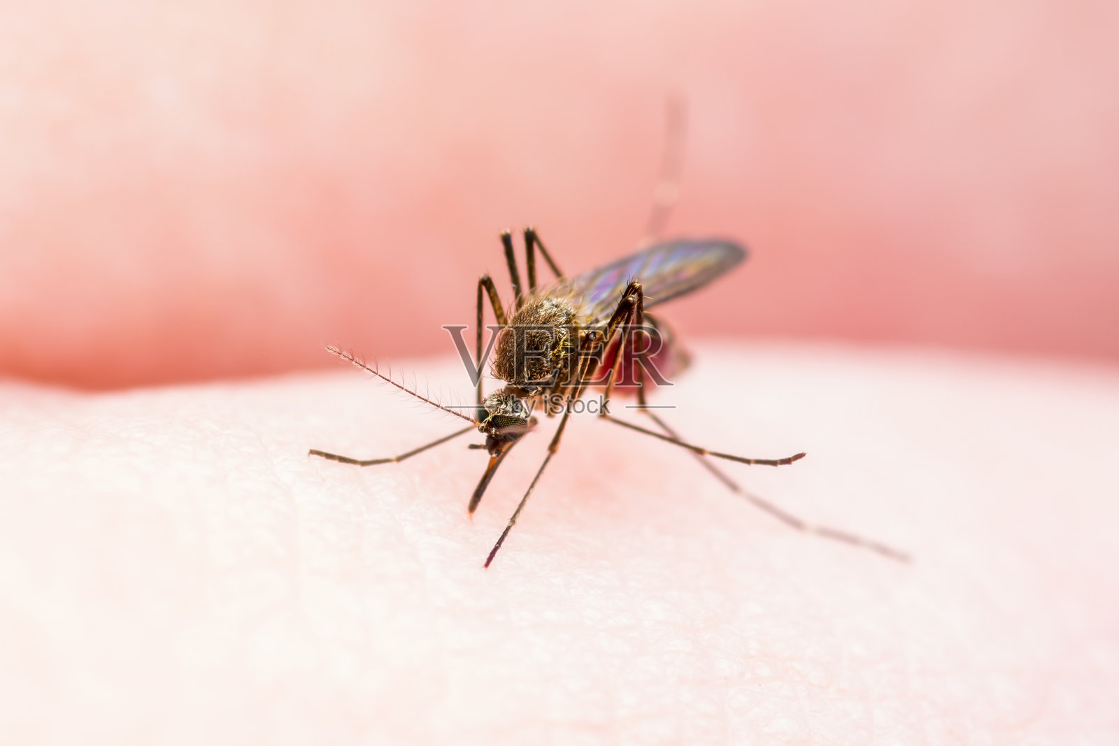 黄热病，疟疾或寨卡病毒感染蚊子昆虫宏照片摄影图片