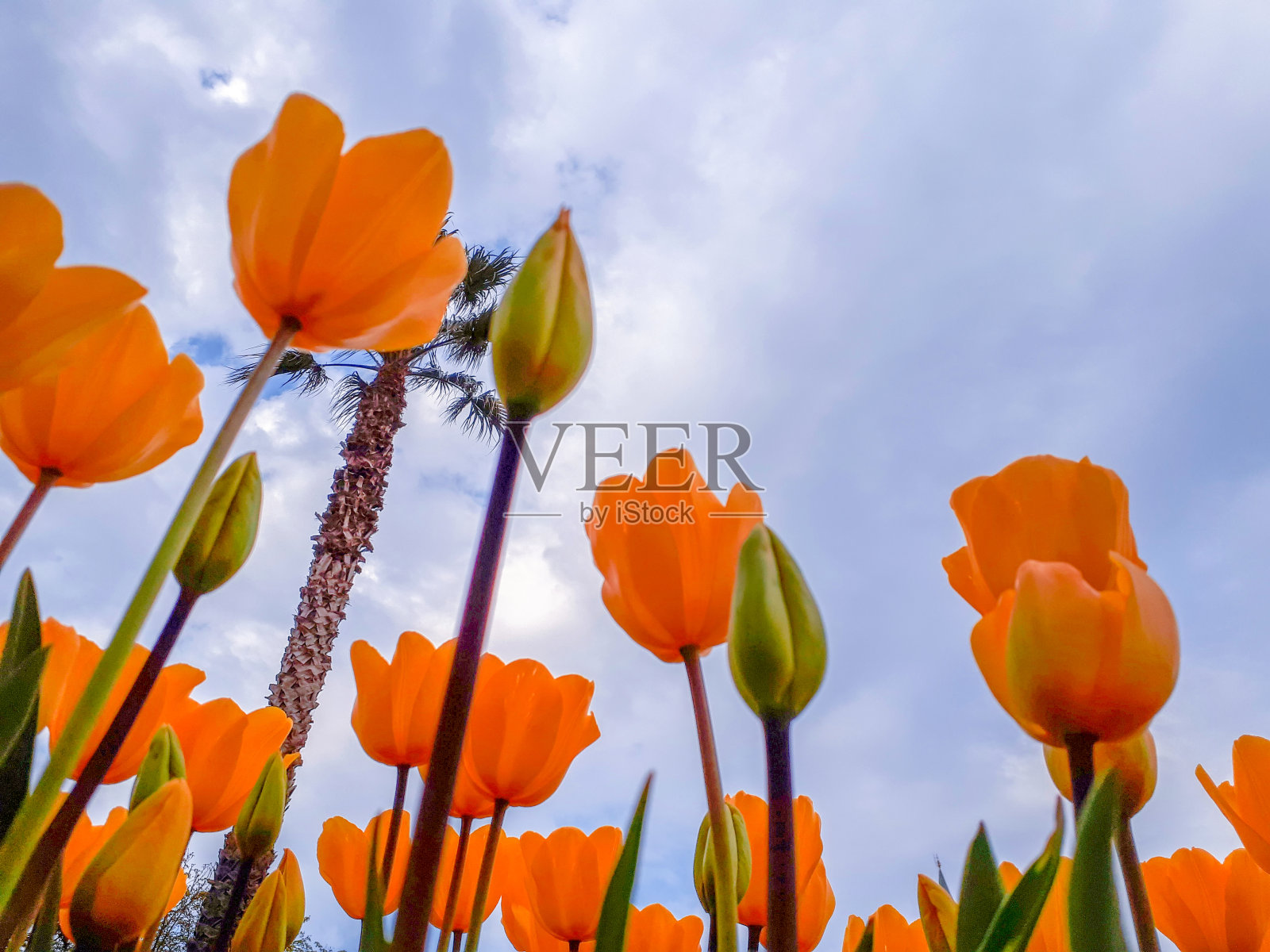 伊斯坦布尔每年4月的郁金香节上五颜六色的花坛照片摄影图片