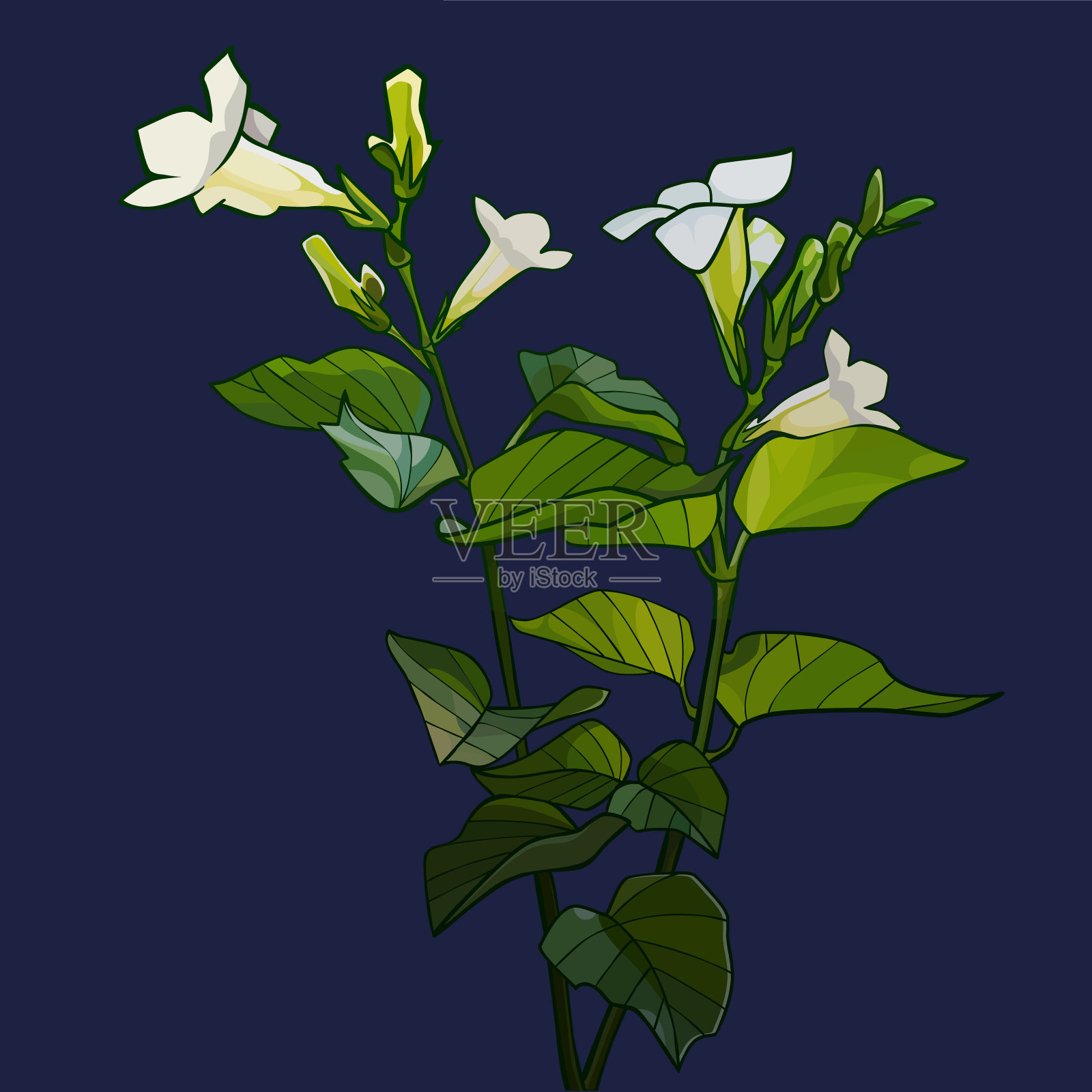 画绿色植物与白色花朵在深蓝色的背景插画图片素材