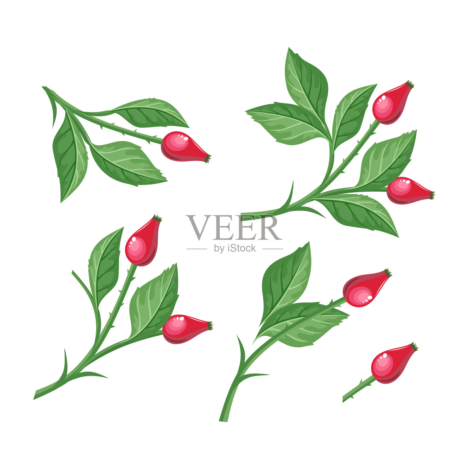 野玫瑰果与孤立的浆果。荆棘枝插画图片素材