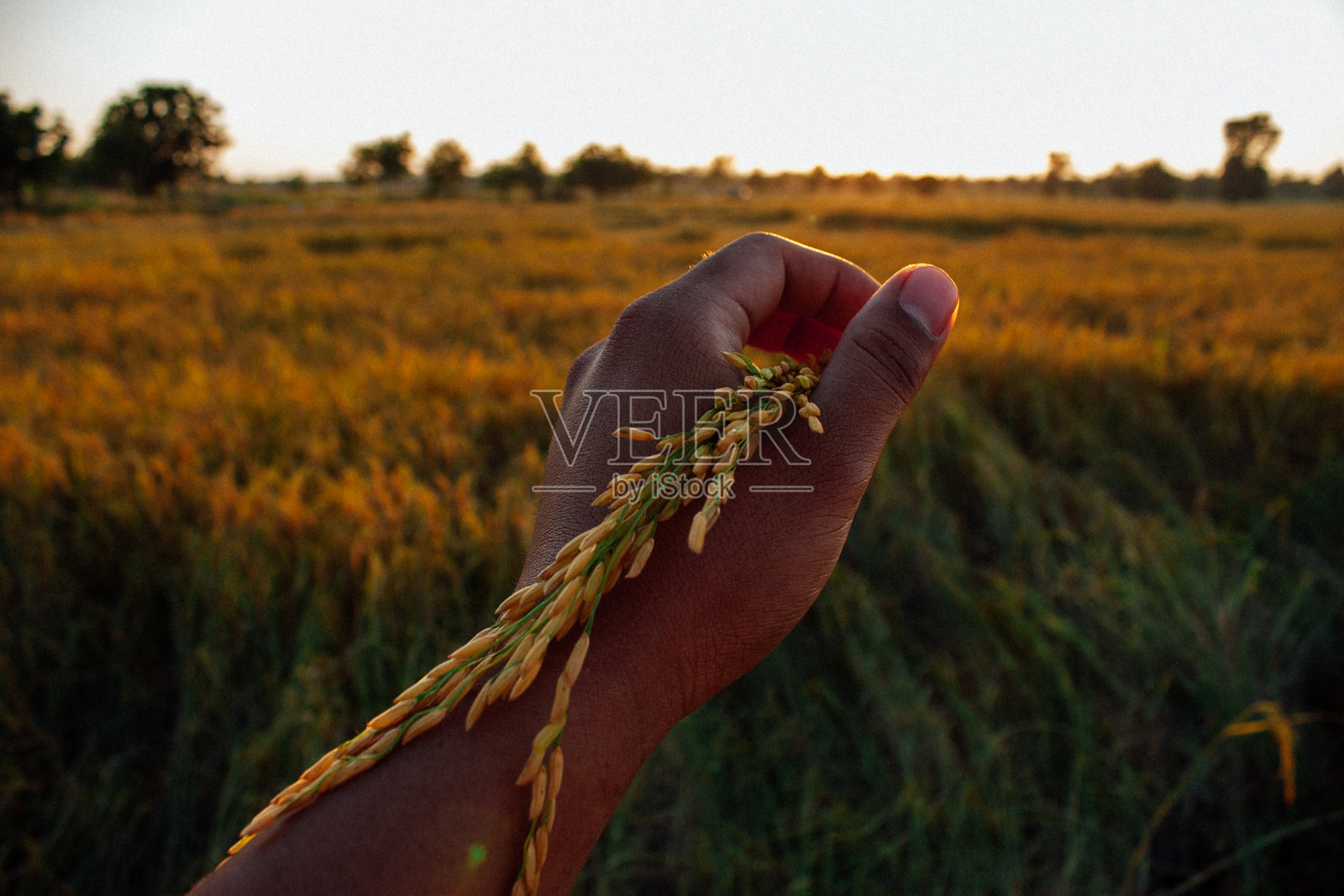 美丽的稻田在农民手中照片摄影图片