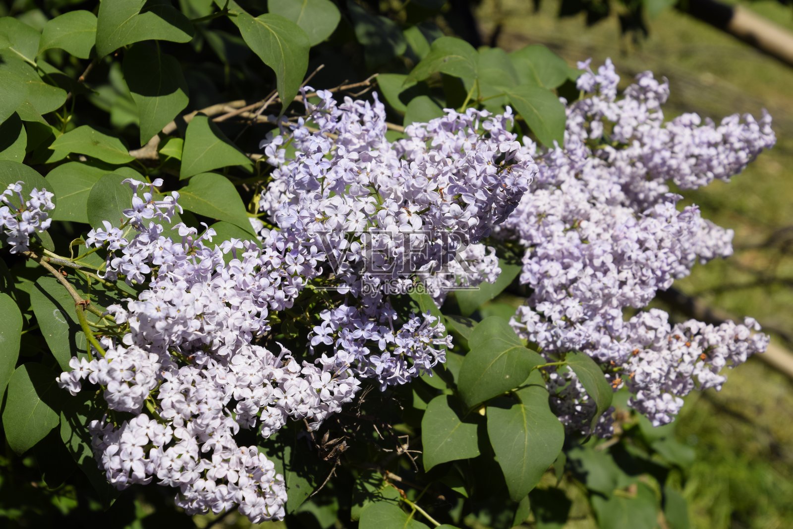鲜花盛开的丁香花。户外美丽的紫丁香花。照片摄影图片