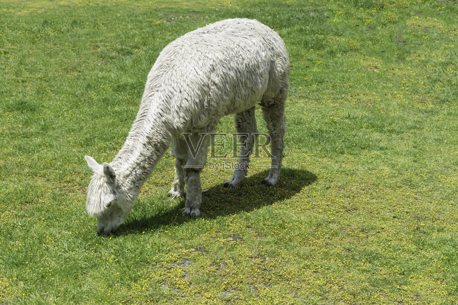 墨尔本的白色羊驼照片摄影图片