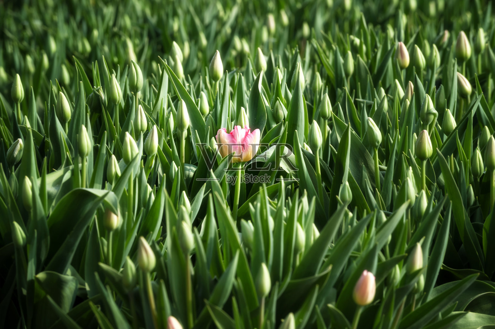 郁金香领域照片摄影图片