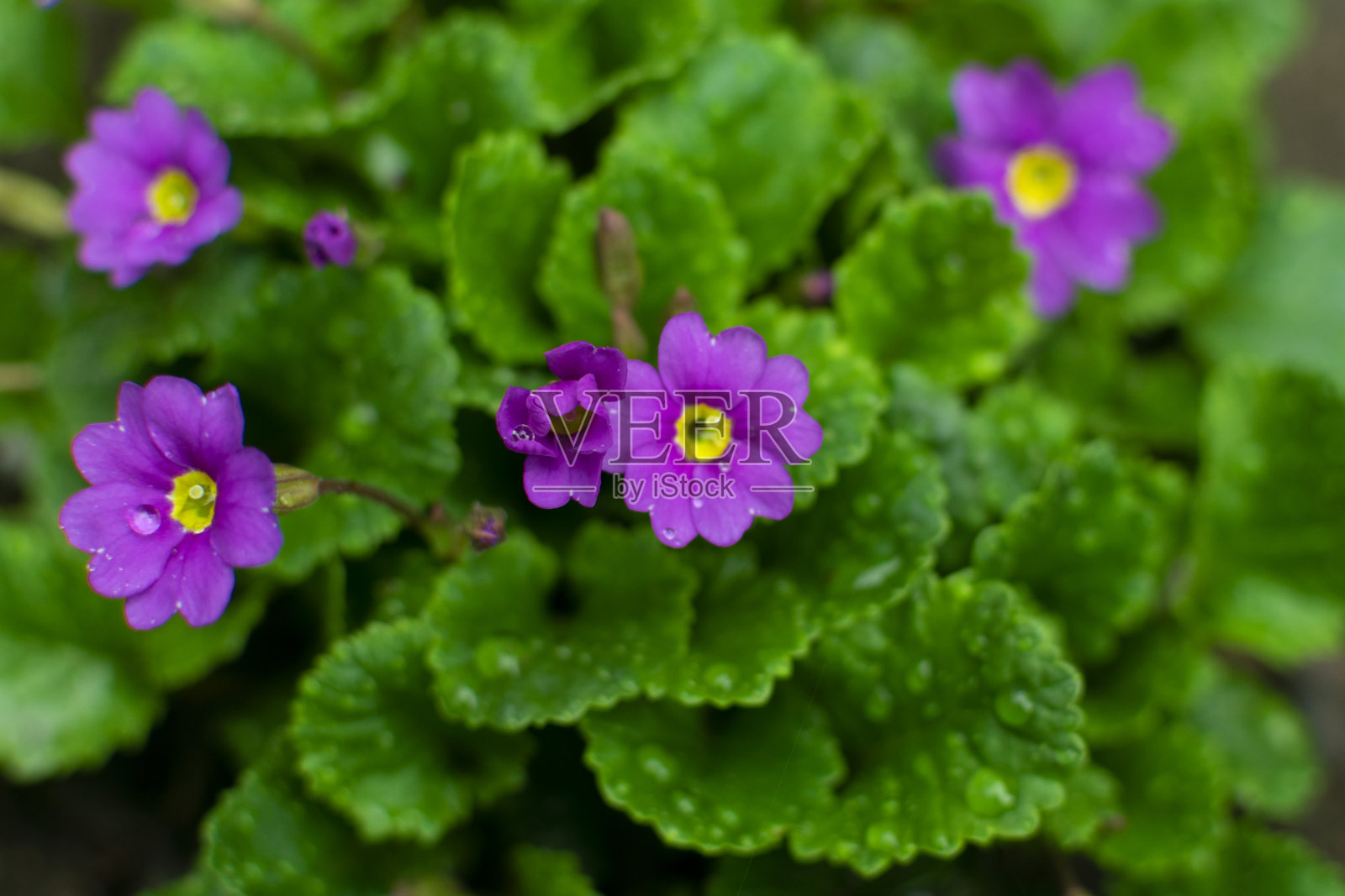 迎春花在早春的花园里绽放美丽照片摄影图片