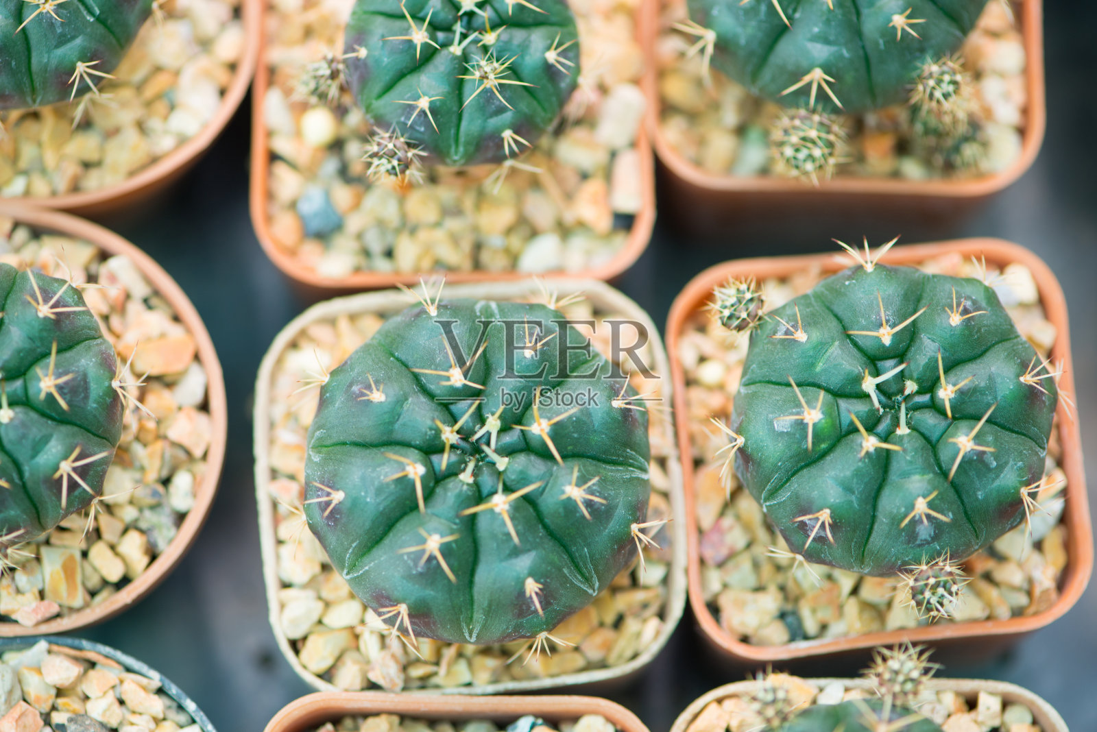 仙人掌体育馆照片摄影图片