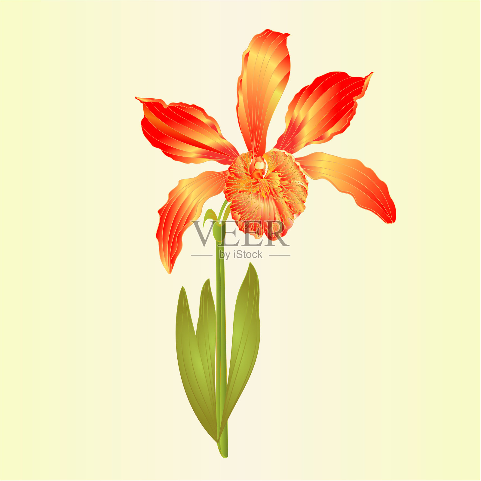 热带兰花花卡特莱雅型杂交兰花红色花瓣在白色背景vintage矢量插图可编辑插画图片素材