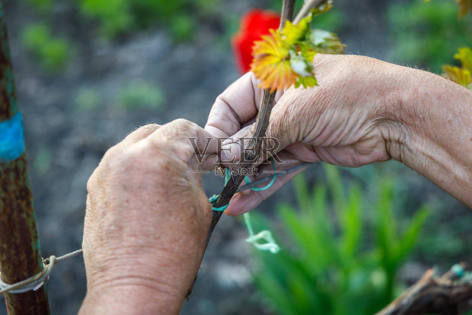 园丁把葡萄枝拴在绳子上照片摄影图片