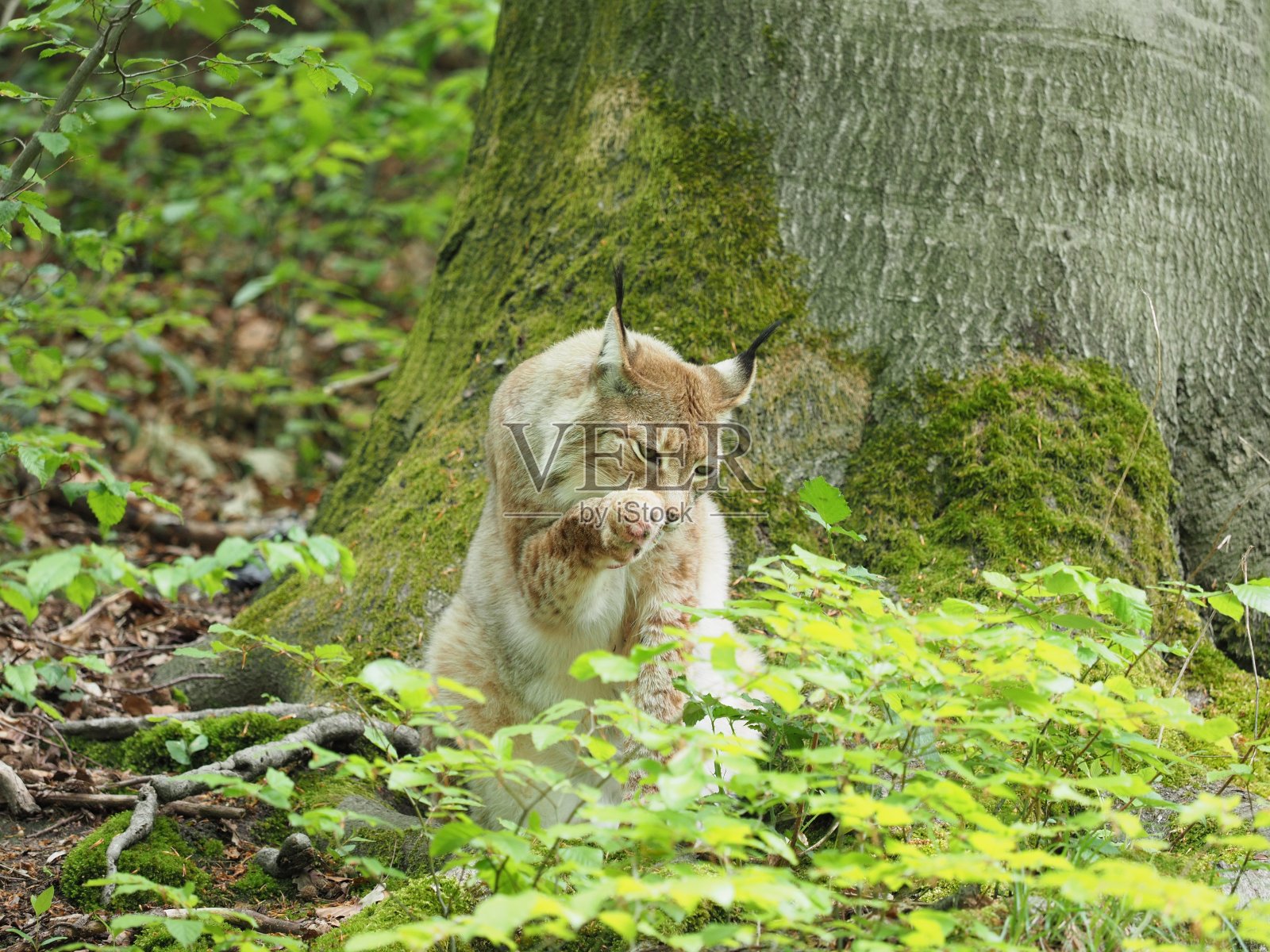 山猫刷着自己沾满鲜血的爪子照片摄影图片