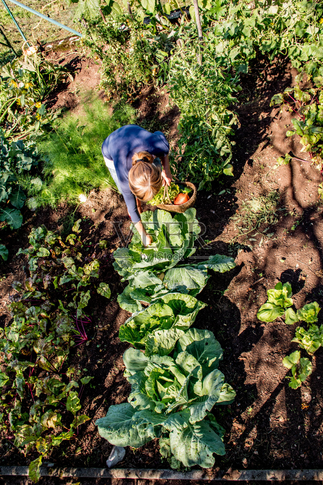 成熟的女人收获自己种的卷心菜照片摄影图片