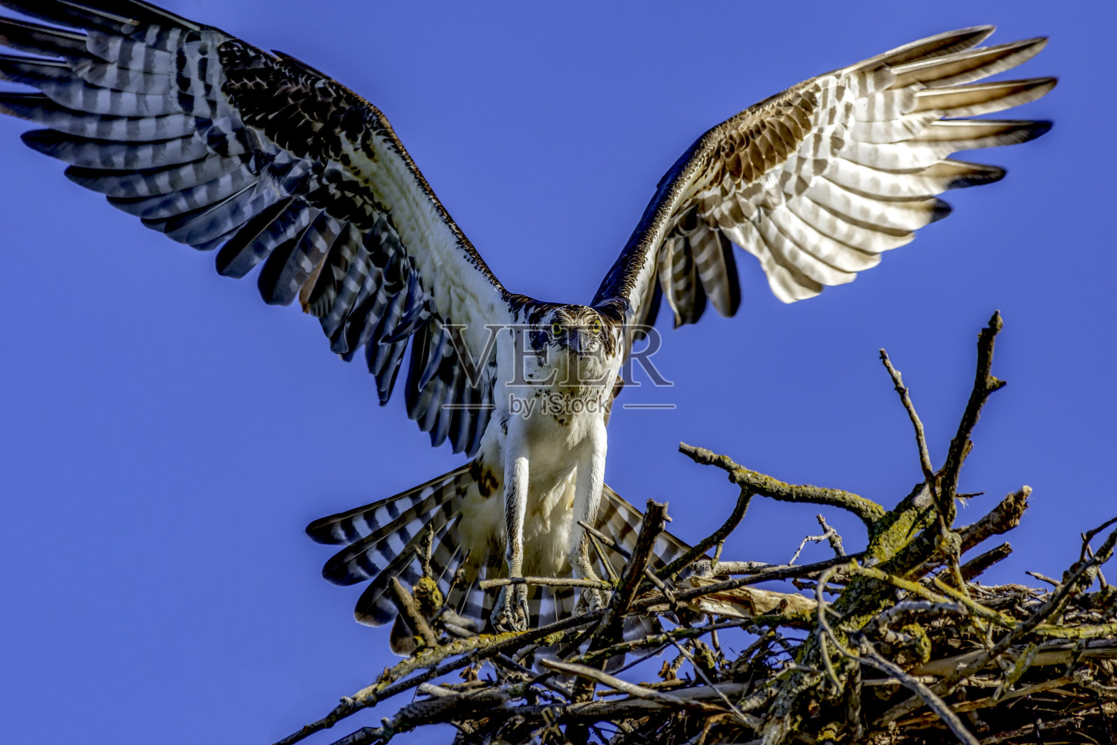 嵌套鱼鹰照片摄影图片